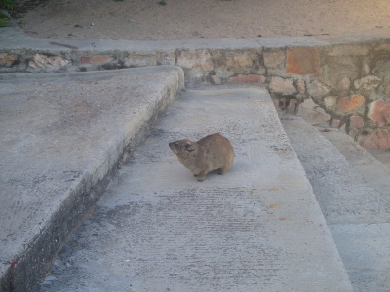 KeHa_in_South_Africa - 173